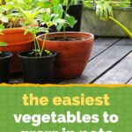 easiest vegetables to grow in pots