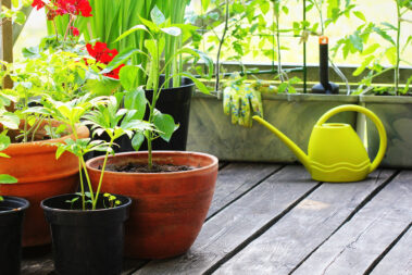 The 10 Easiest Vegetables to Grow in Pots