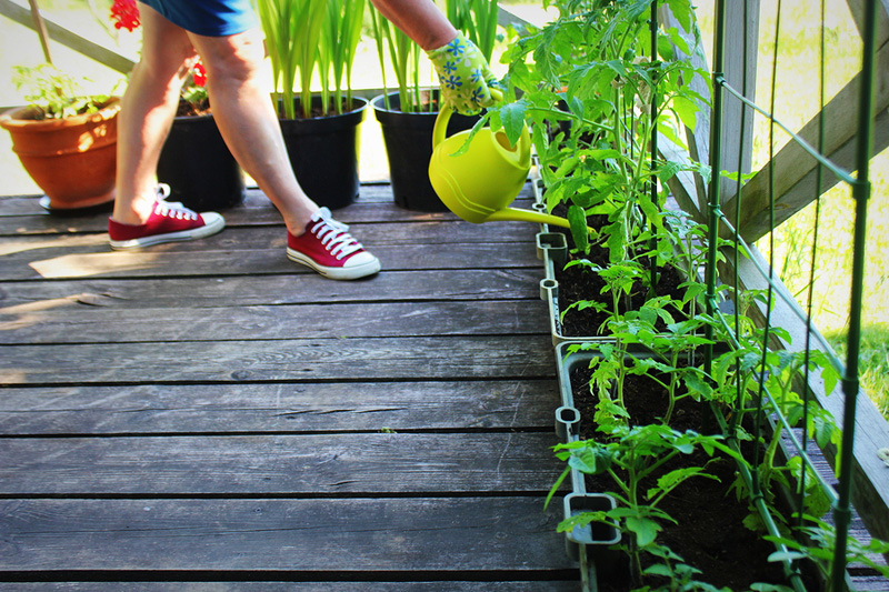 Watering vegetables in pots