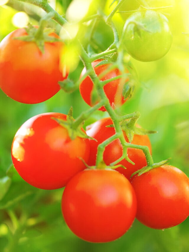 9 Tips for Growing Prolific Cherry Tomatoes in Pots Story