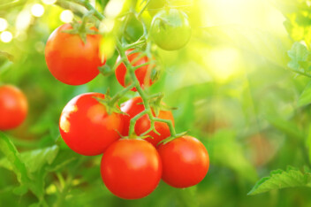 Growing Cherry Tomatoes
