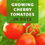 growing cherry tomatoes in pots