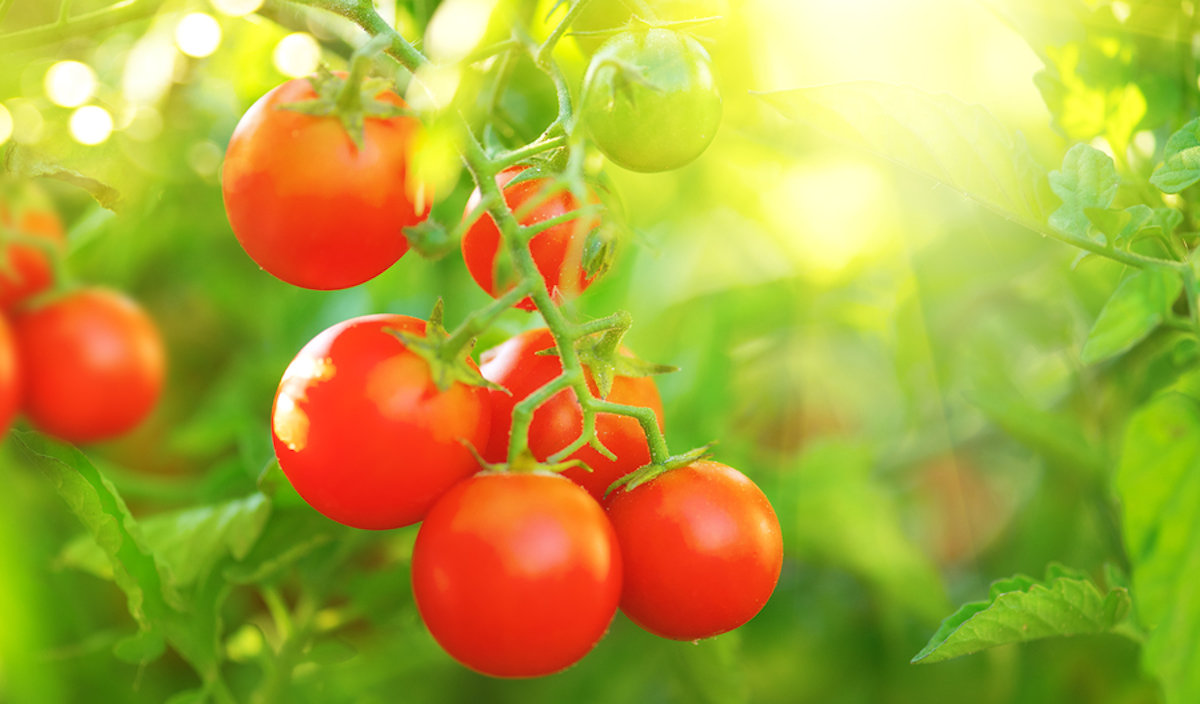 Japonezii merg mai departe cu editarea genetică a tomatelor