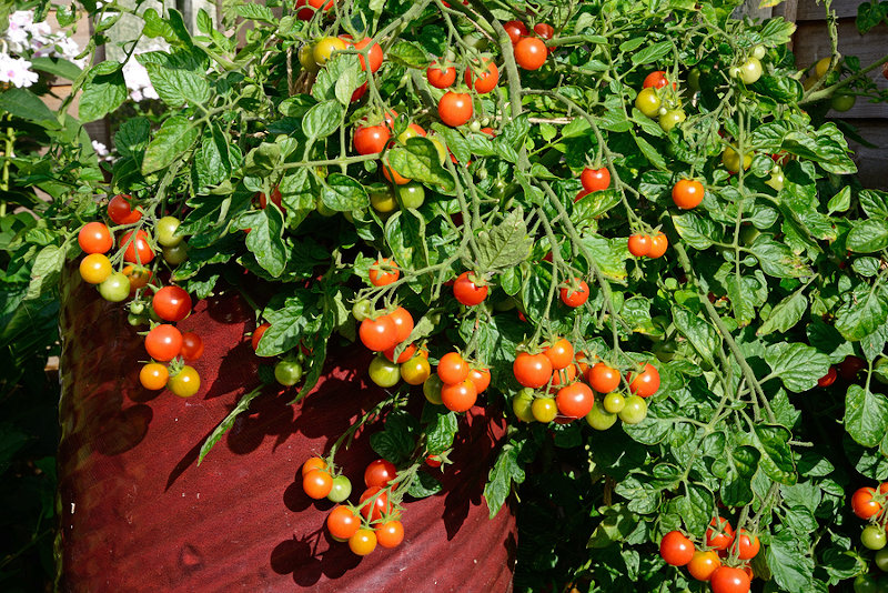 Losetto cherry tomatoes in a pot