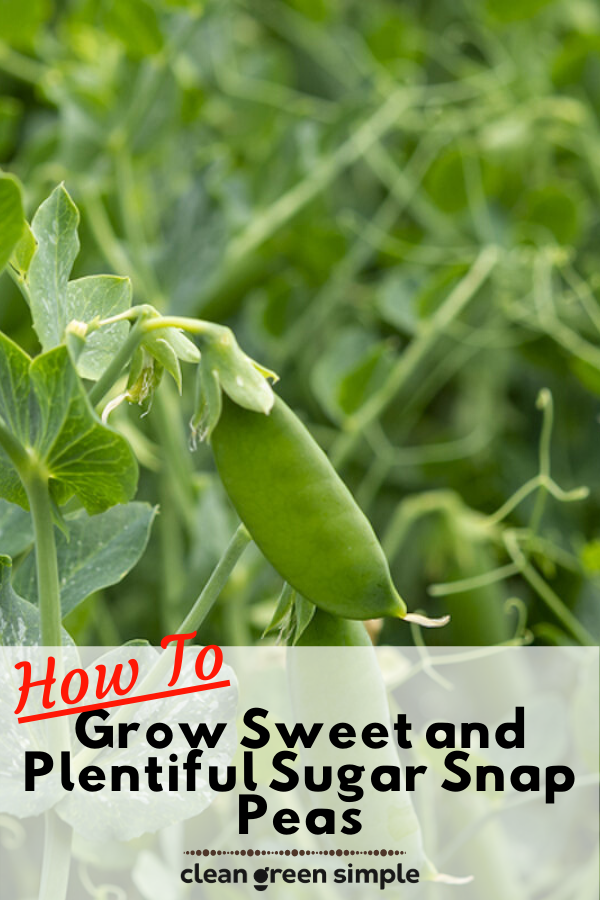 How to Grow Sugar Snap Peas Clean Green Simple