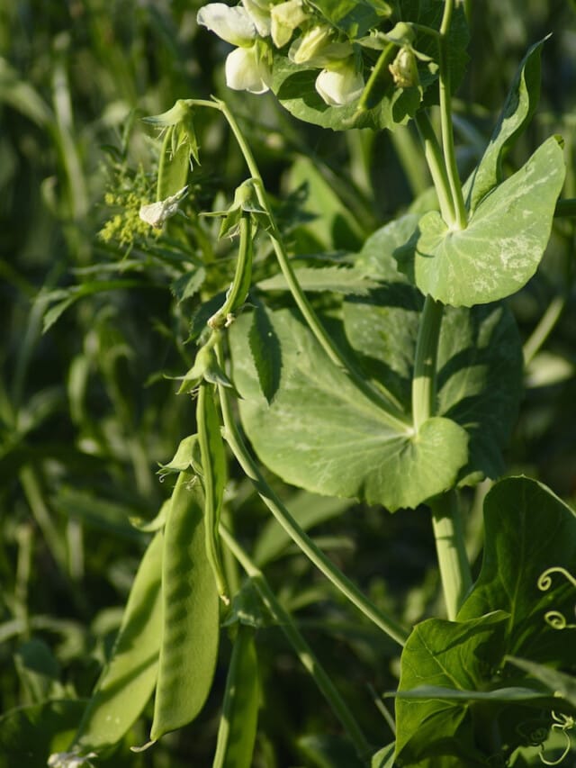cropped-growing-sugar-snap-peas.jpg