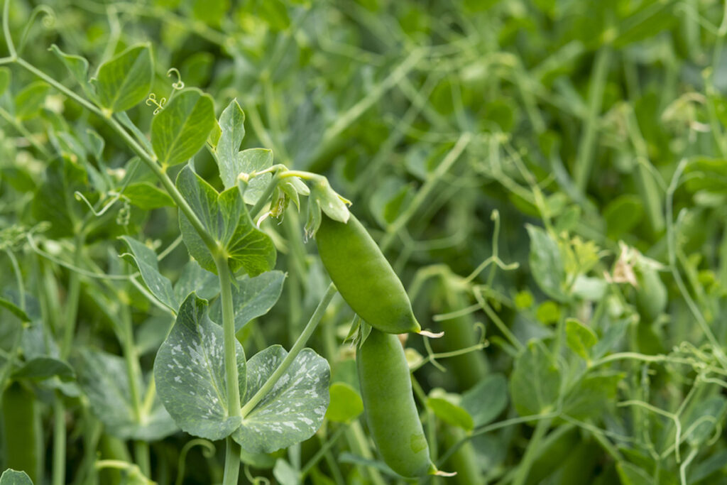 Sugar Snap Peas Growing in Summer