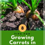 Growing Carrots in Containers