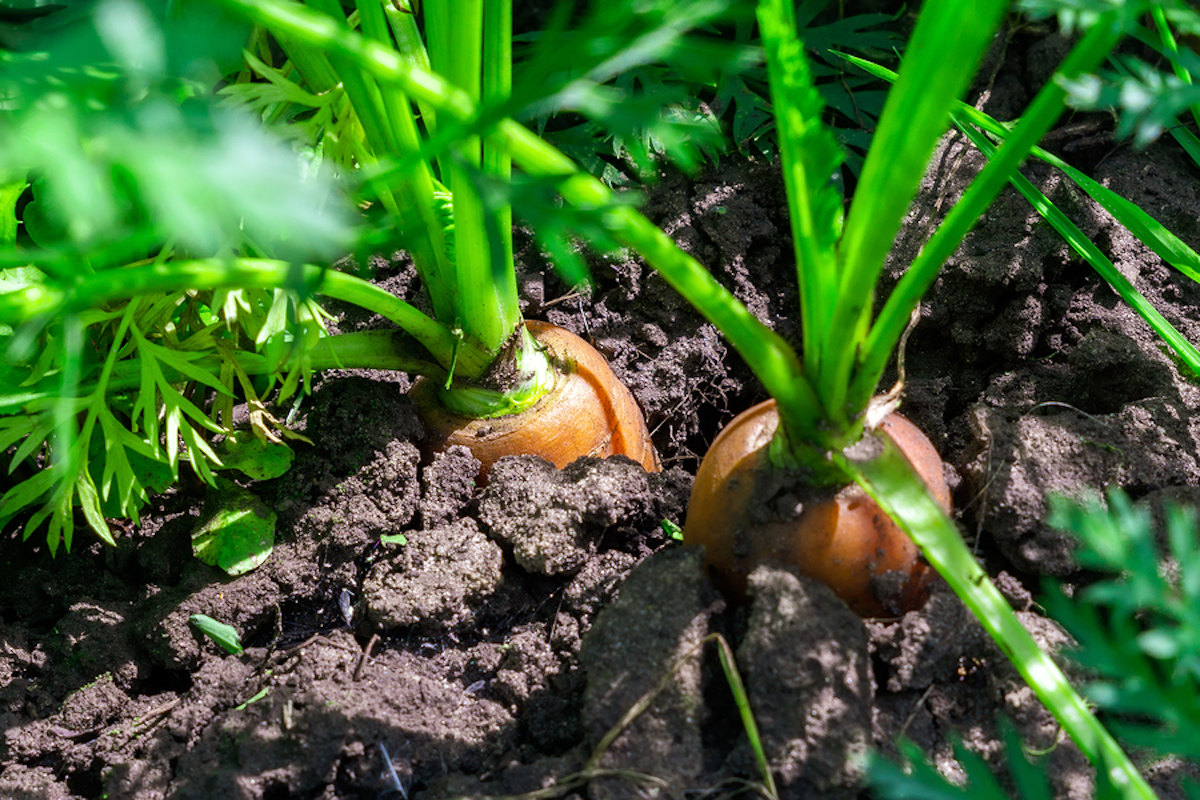 carrots growing in ground