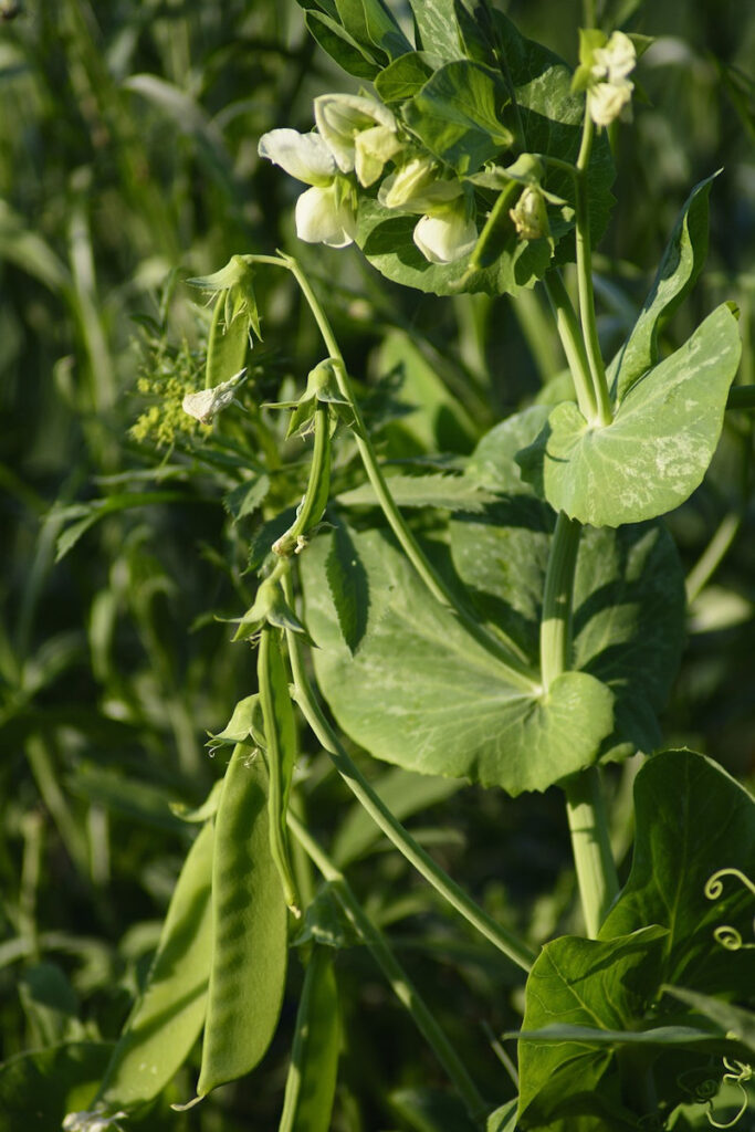 Growing sugar snap peas with flowers