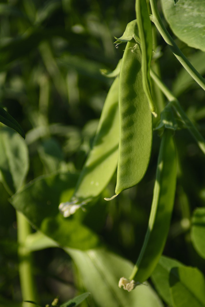 sugar snap peas growing