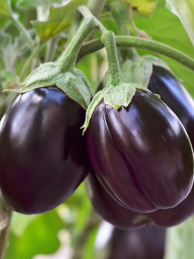 How to Successfully Grow Eggplant in Containers Story