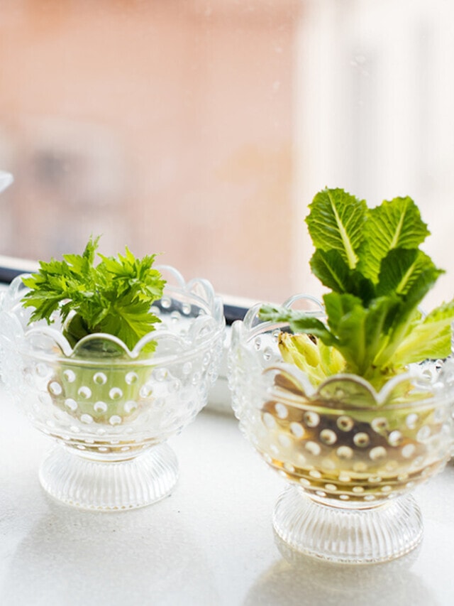 Vegetables You Can Easily Regrow from Scraps or Cuttings Story