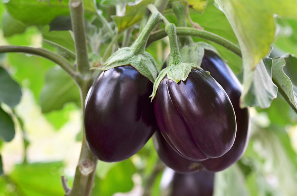 Ripe Purple Eggplants Growing In The Vegetable Garden
