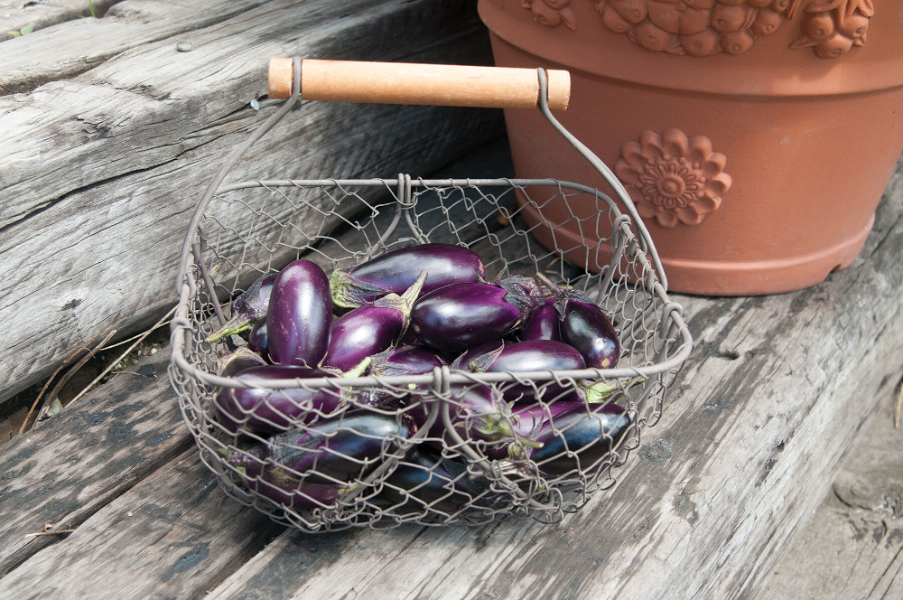 How to Successfully Grow Eggplant in Containers