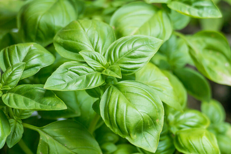 basil plants ocimum basilicum growing potted outdoor