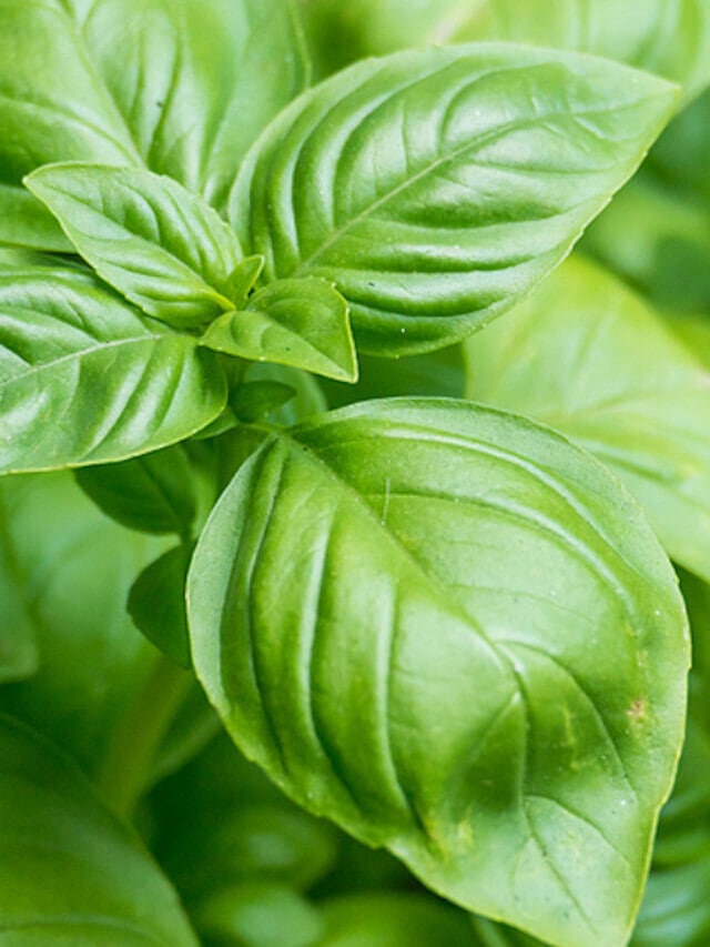 How to Grow Basil in Pots Year-Round Story