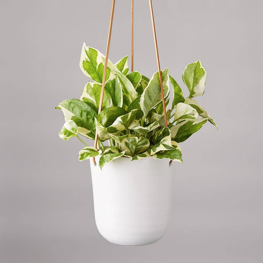 Pothos plant in a white hanging pot