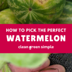 How to pick a watermelon