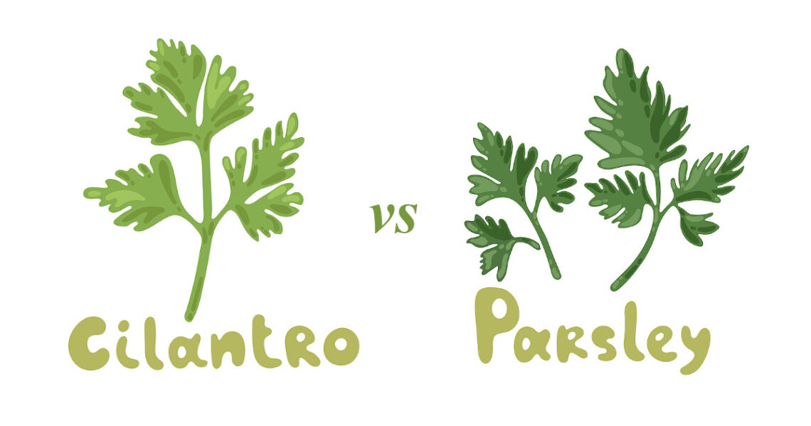 Cilantro vs. Parsley What’s the Difference? Clean Green Simple