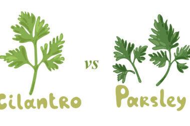 Cilantro vs. Parsley: What’s the Difference?