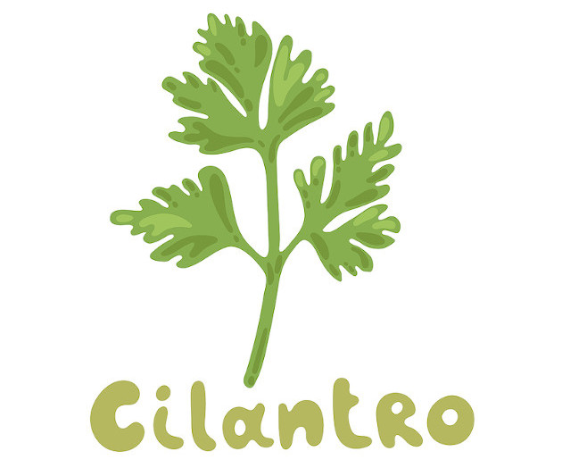 Cilantro illustration