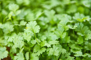 How to Freeze Cilantro to Use Later
