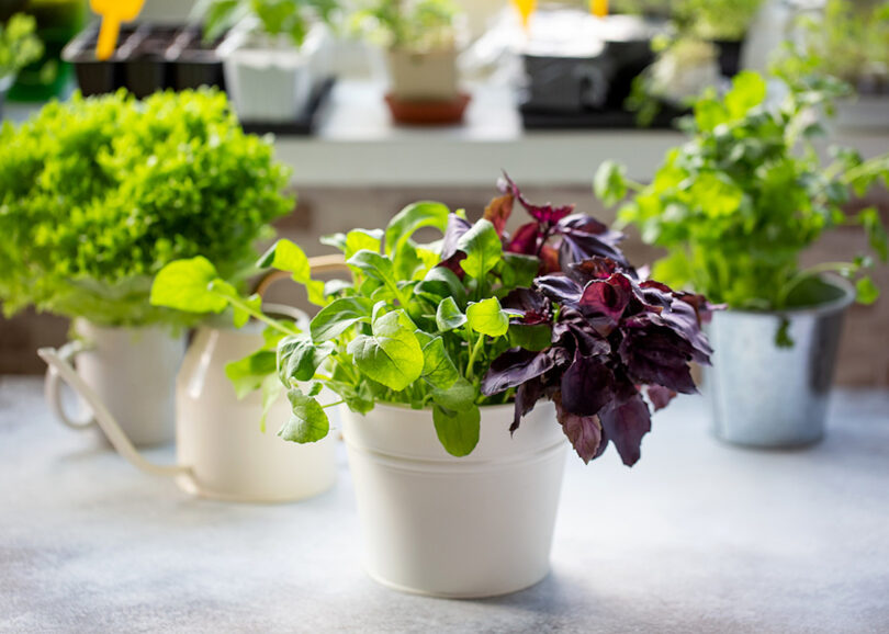 How To Grow Fresh Herbs Indoors In Easy Steps Clean Green Simple