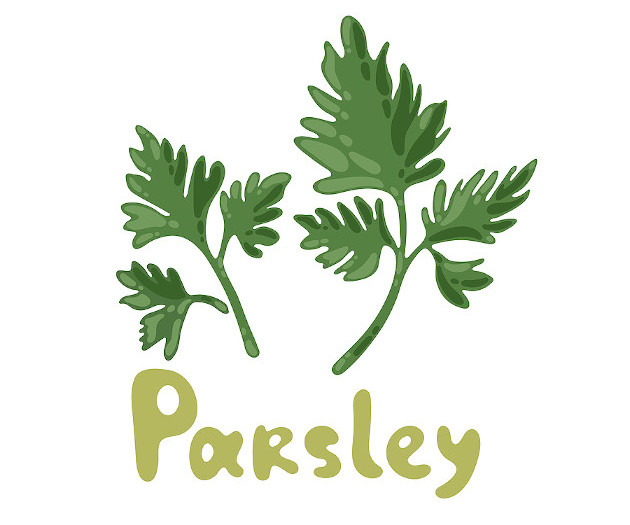 Parsley illustration