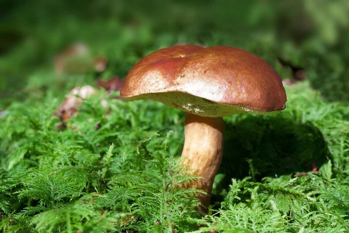 39 Different Types of Edible Mushrooms Clean Green Simple