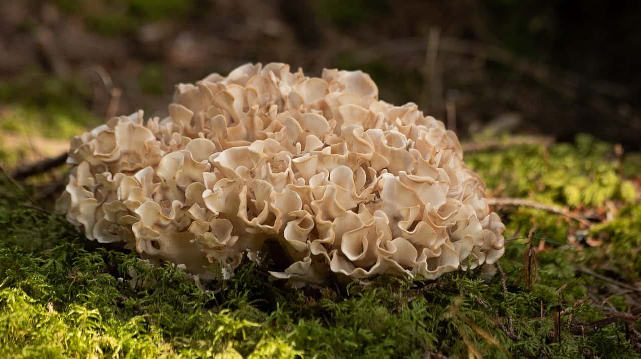 Cauliflower Mushroom (sparassis)