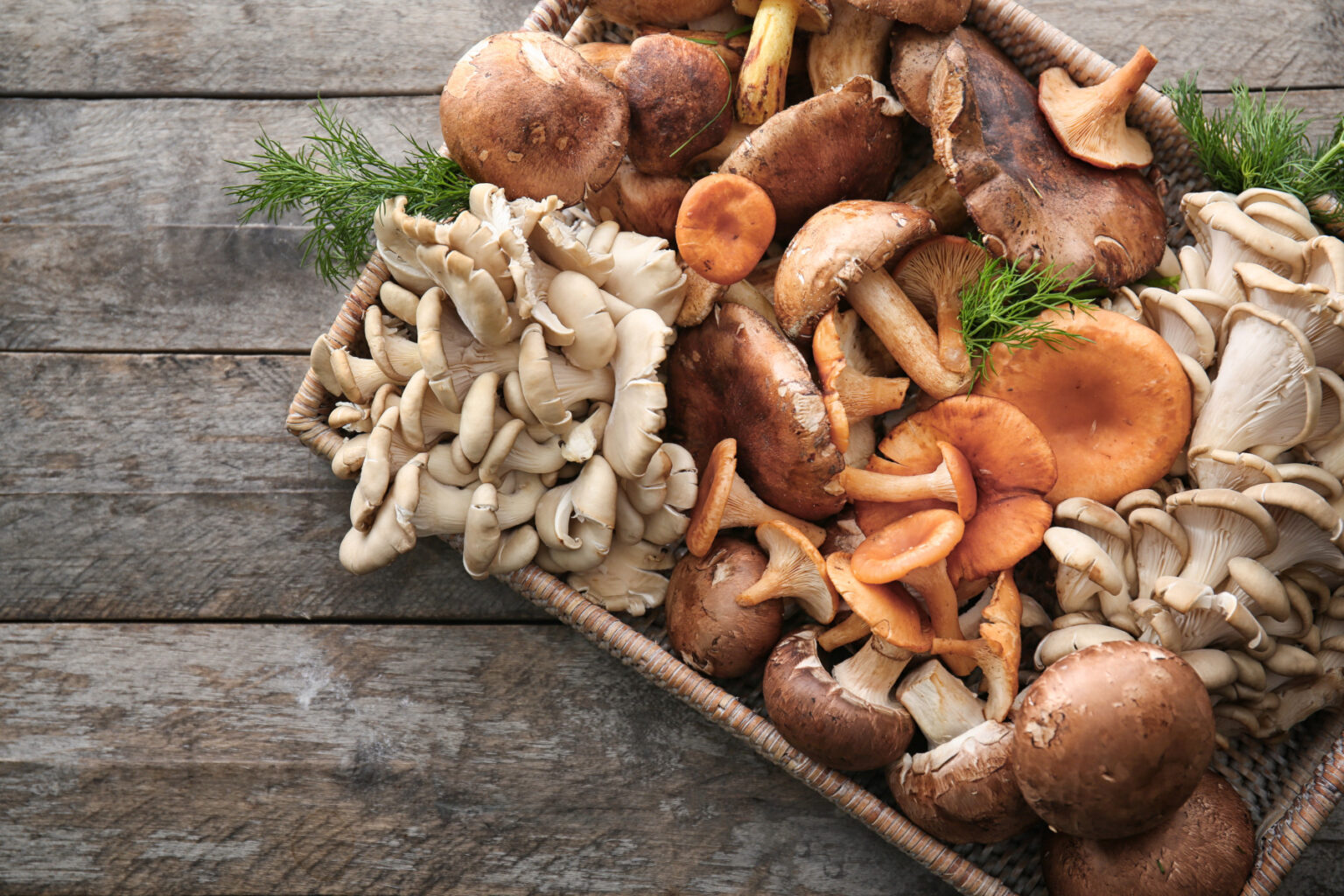 research paper on edible mushroom
