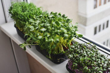Microgreens growing in trays on a window sill.