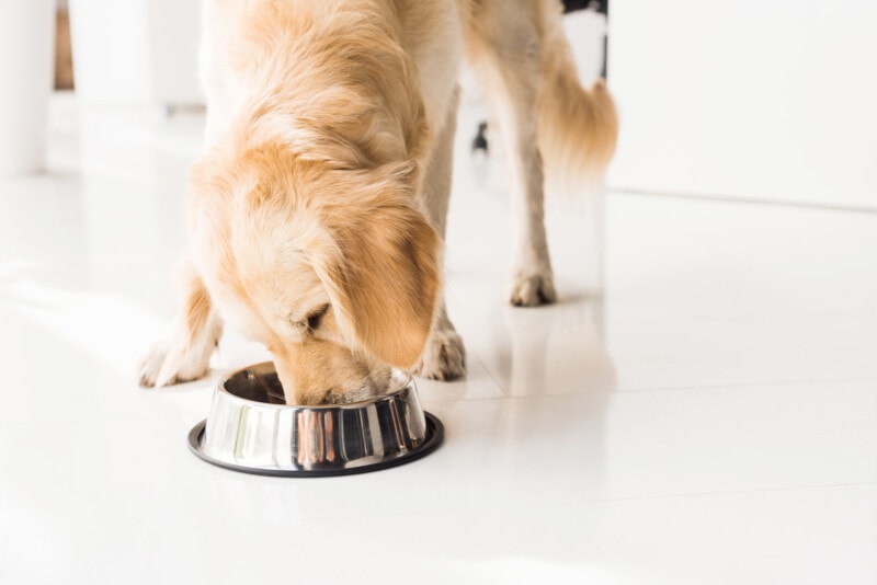 A golden retriever eating dog food out of a metal bowl on the floor.