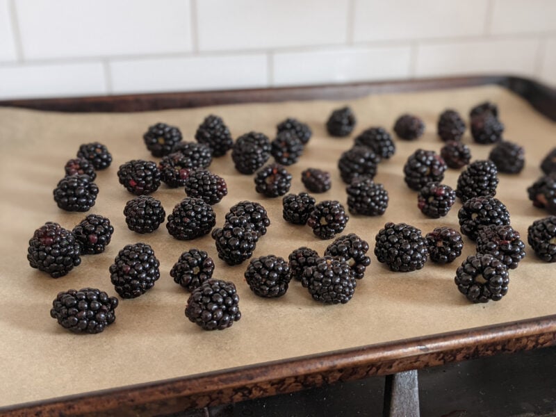 Dry blackberries spread out on a parchment-lined cookie sheet