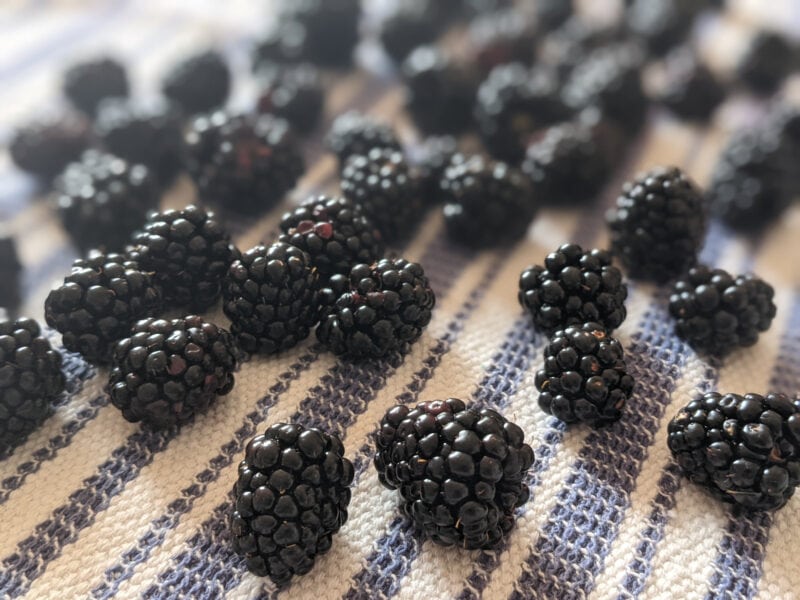 Blackberries drying on a clean kitchen towel