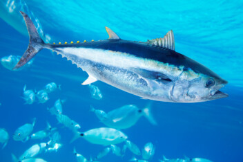Bluefin tuna (Thunnus thynnus) swimming in open water.