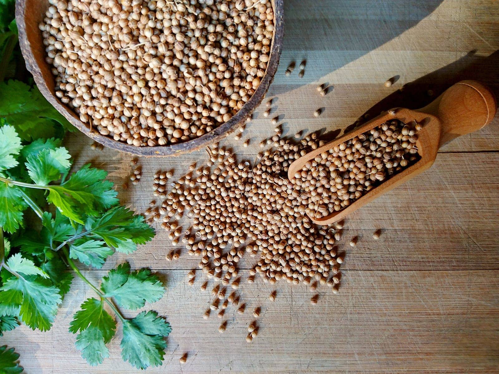Coriander seeds and fresh green cilantro leaves on wooden background