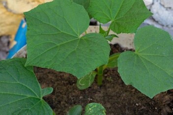 cropped-cucumber-plant-growing-in-pot.jpg