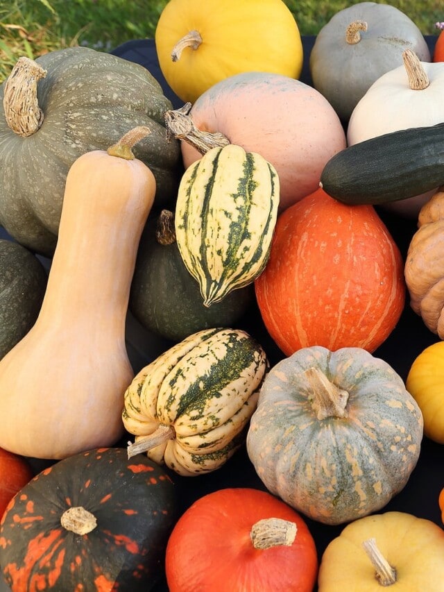 Cropped Different Types Of Squash 