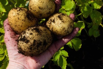 cropped-estima-potatoes-grown-in-pot.jpg