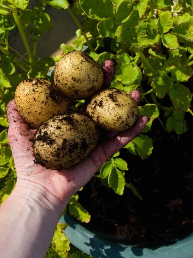 How to Grow Plentiful Potatoes in Pots: 10 Tips for Success Story