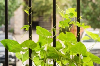 cropped-growing-beans-in-containers.jpg