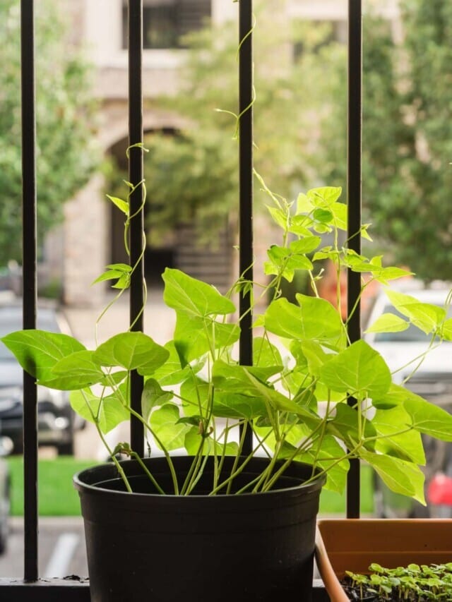 How to Grow Beans In Pots – 7 Tips for a Bountiful Harvest Story