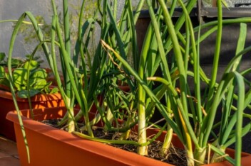 Growing garlic in containers on a patio.