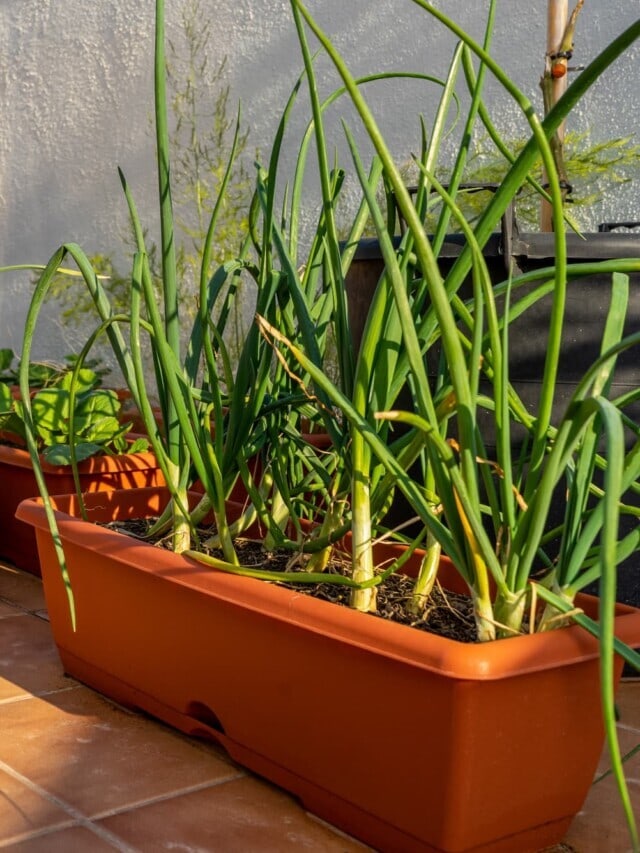 How to Grow Garlic in Pots in 9 Easy Steps