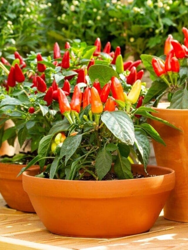 How to Grow Peppers In Pots: 9 Tips for Success Story