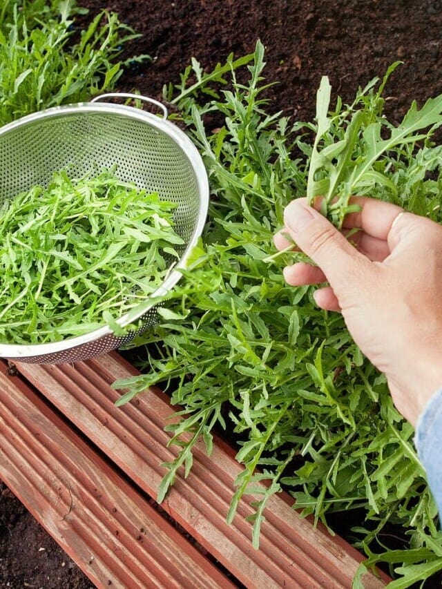 How to Harvest Arugula So It Keeps Growing Story