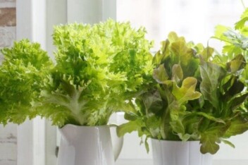 cropped-lettuce-in-pots.jpg