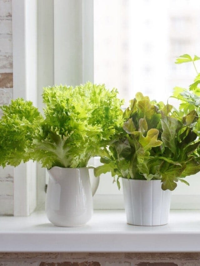 8 Tips for Growing Lettuce In Pots Story